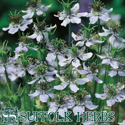 Picture of CUMIN BLACK (Nigella Sativa) A