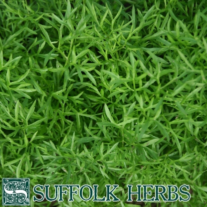 Picture of HERB  Coriander Confetti.