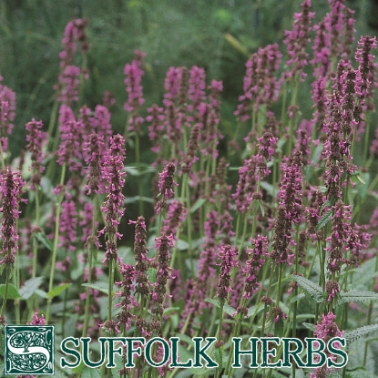 Picture of BETONY  (Stachys Officinalis)