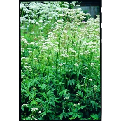 Picture of The VALERIAN  (Valerana officinalis) -  P....