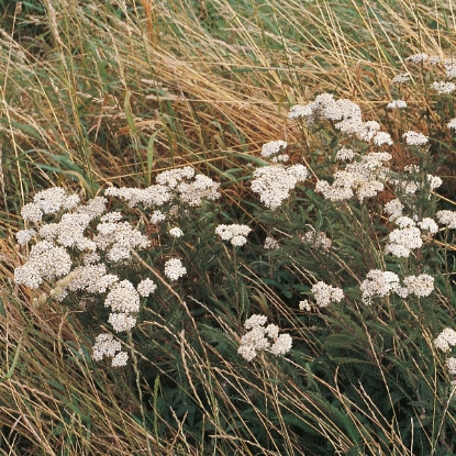 Picture of Yarrow (Achillea millefolium) P