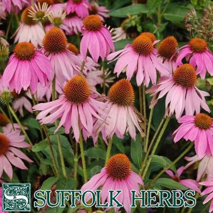 Picture of ECHINACEA  Purple Coneflower