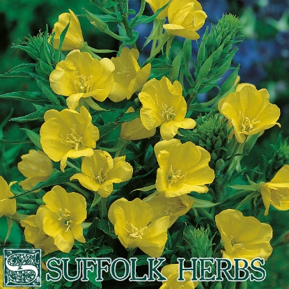 Picture of EVENING PRIMROSE  (Oenothera)