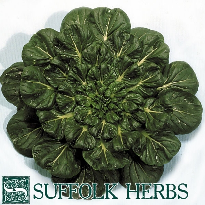 Picture of TATSOI  Rosette Pak Choi ORGANIC PPP A. Brassica rapa  B.GB40557 C. lot pkt D.GB