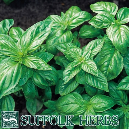 Picture of BASIL  CLASSIC ITALIAN (Ocimum basilicum) ORGANIC SEED