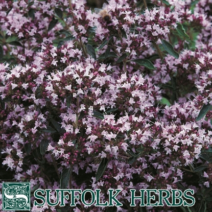 Picture of MARJORAM POT (Origanum vulgare) P ORGANIC SEED