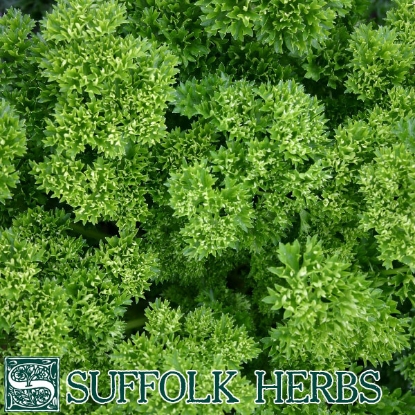 Picture of PARSLEY MOSS CURLED Bi ORGANIC SEED