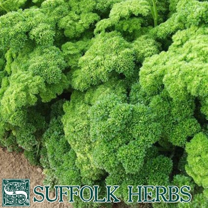 Picture of PARSLEY  GRUNE PERLE Bi ORGANIC SEED