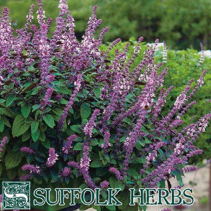 Picture of BASIL DARK RED (Ocimum basilicum purpureum) ORGANIC SEED