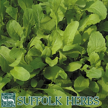 Picture of ROCKET SALAD (Eruca sativa) A ORGANIC SEED