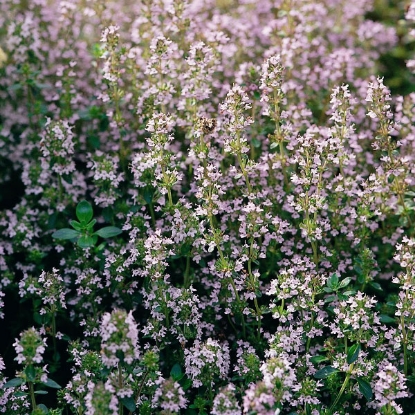 Picture of THYME COMMON (Thymus vulgaris) P ORGANIC SEED