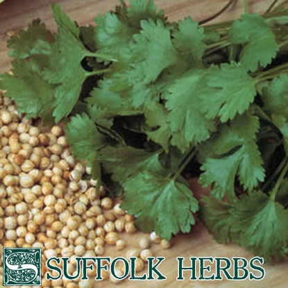 Picture of CORIANDER CILANTRO (Coriandrum sativum) A ORGANIC SEED