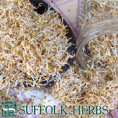 Picture of ALFALFA-LUCERNE 250g ORGANIC SEED  PPP A.Medicago sativa B.GB40557 C.Lotpkt D.GB