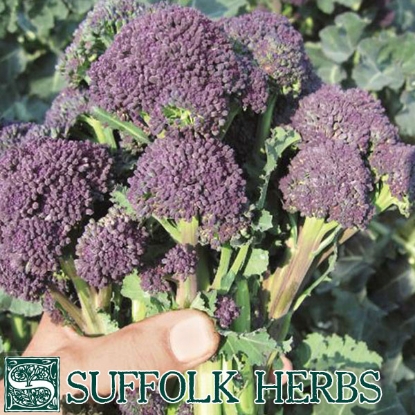 Picture of Broccoli  Purple Sprouting Santee (ORGANIC SEED)