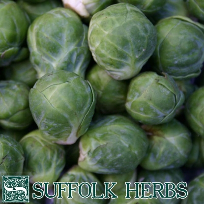 Picture of Brussels Sprout  Groninger ORGANIC SEED