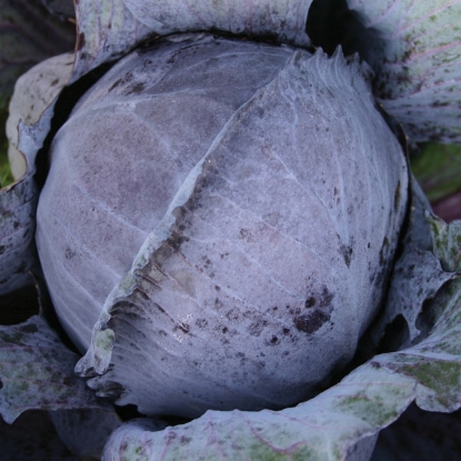 Picture of SALE - CABBAGE  Langedijker Bewaar 2 ORGANIC SEED