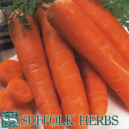 Picture of CARROT Autumn King  ORGANIC SEED