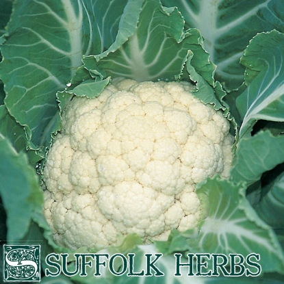 Picture of Cauliflower Medallion F1 Organic Seed