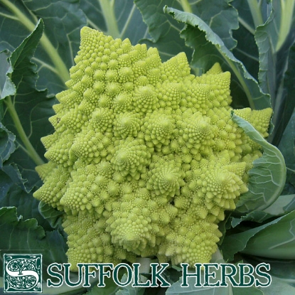 Picture of Cauliflower  Romanesco Veronica ORGANIC SEED