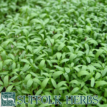 Picture of Cress  Sprint ORGANIC SEED