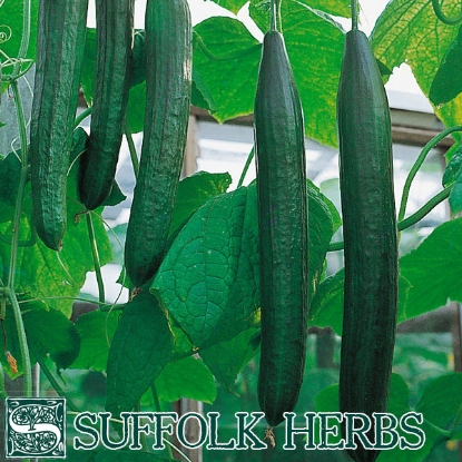 Picture of Cucumber  Flamingo F1 ORGANIC SEED