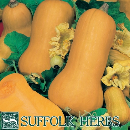 Picture of WINTER SQUASH  Butternut Waltham ORGANIC SEED