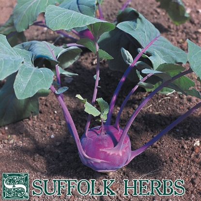 Picture of Kohl Rabi Azure Star - ORGANIC SEED