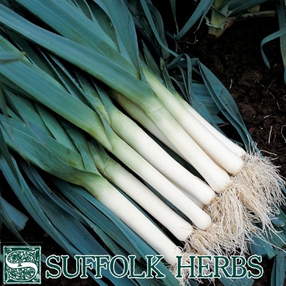 Picture of Leek  Atlanta  ORGANIC SEED PPP A. Allium porrum B.GB40557 C. lot see pkt D.GB