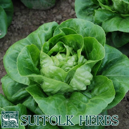 Picture of Lettuce  Maureen (Little Gem Type) - ORGANIC SEED