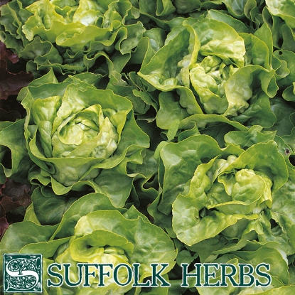 Picture of LETTUCE  Winter Crop ORGANIC SEED