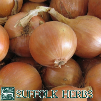 Picture of SALE - ONION  Hytech F1  ORGANIC PPP A. Allium B.GB40557 C. lot see pkt D.GB