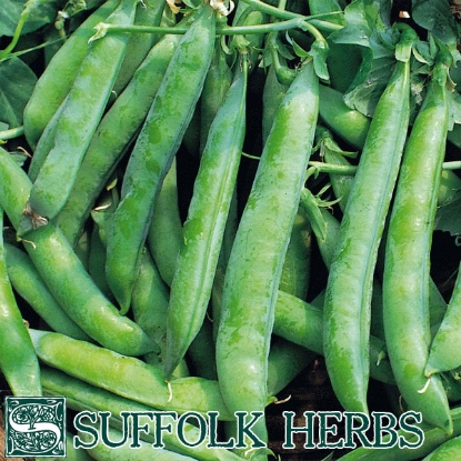 Picture of Pea  Kelvedon Wonder (ORGANIC) PPP A.Pisum sativum B.GB40557 C.lot  pkt D.GB