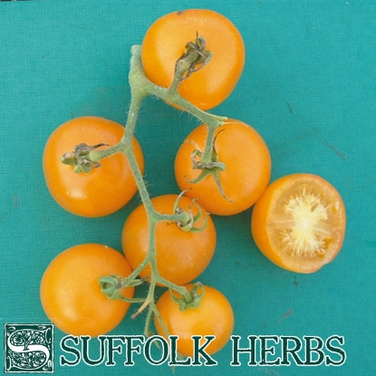 Picture of Tomato Yellow Perfection ORG  PPP A.Solanum lycopersicum B.GB40557 C.lot pk D.GB