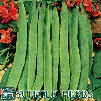 Picture of Runner Bean ScarletEmperor Org PPP A.Phaseolus coccineus B.GB40557 C.lot pk D.GB