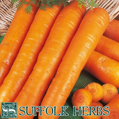 Picture of CARROT (Daucus carota) Early Nantes ORGANIC SEED