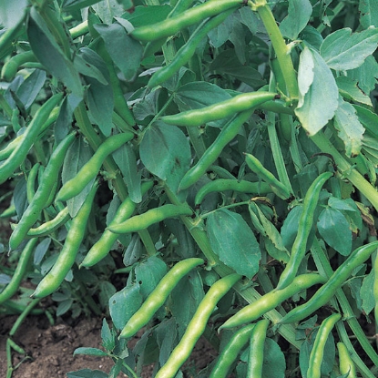 Picture of BROAD BEANS Super Aquadulce ORG PPP A. Vicia faba B. GB40557 C. lot see pkt D.GB