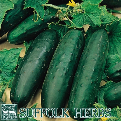 Picture of CUCUMBER  Marketmore (ORGANIC SEED)