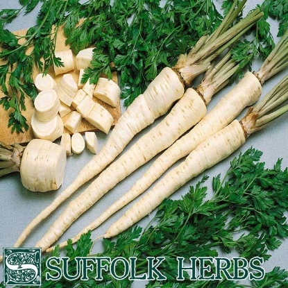 Picture of PARSLEY Hamburg root (ORGANIC SEED)