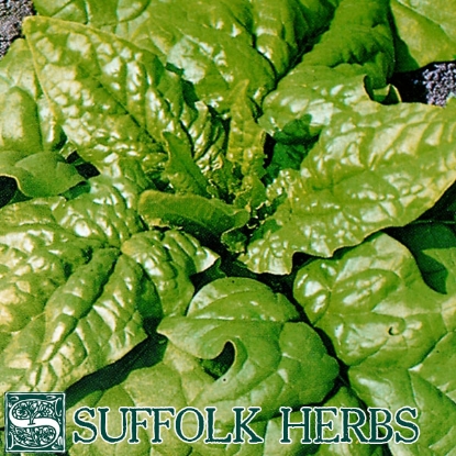 Picture of SPINACH  Matador ORGANIC SEED