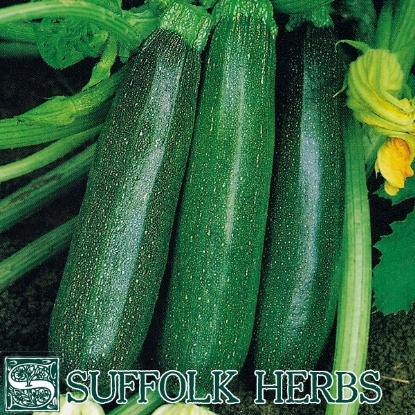 Picture of COURGETTE or ZUCCHINI Nero di Milano ORGANIC SEED