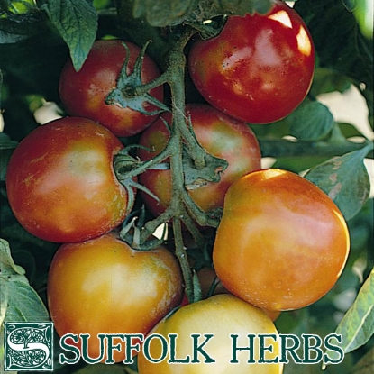 Picture of TOMATO St. Pierre ORGANIC PPP A.Solanum lycopersicum B.GB40557 C.lot pkt D.GB