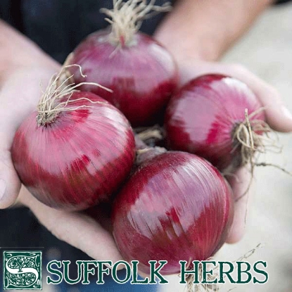 Picture of Onion Red Tide F1 ORGANIC PPP A. Allium B.GB40557 C. lot see pkt D.GB