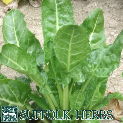 Picture of Leaf Beet (Beta vulgaris) Erbette ORGANIC SEED