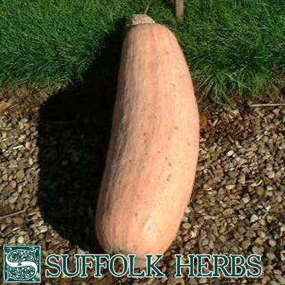 Picture of Squash  Pink Banana (Cucubita pepo)