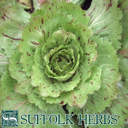 Picture of Chicory Variegata di Castelfranco