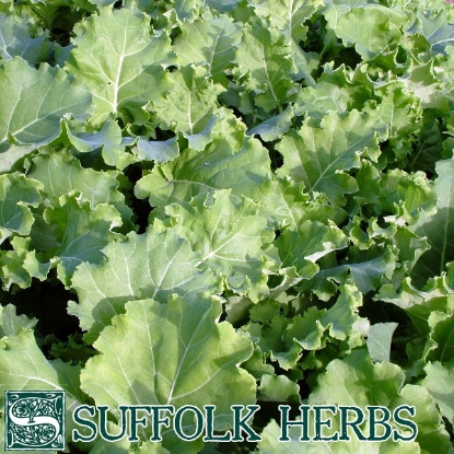 Picture of Kale Thousandhead (Brassica oleracea var napus)