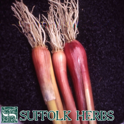 Picture of Spring Onion Welsh Red PPP A.Allium fistulosum B.GB40557 C.lot see pkt D.GB