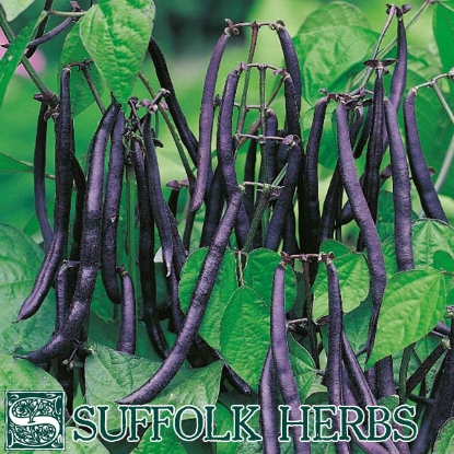 Picture of Dwarf French Bean - Purple Pod, Purple Teepee