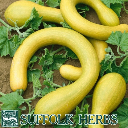 Picture of Courgette  Tromboncino (Zucchini)