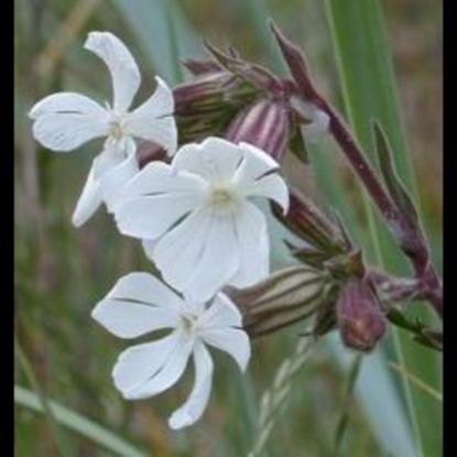 Picture of CAMPION, WHITE (Silene alba) P